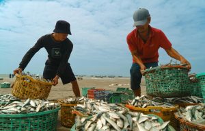 Đàn cá trong game bắn cá di chuyển theo luồng rõ ràng